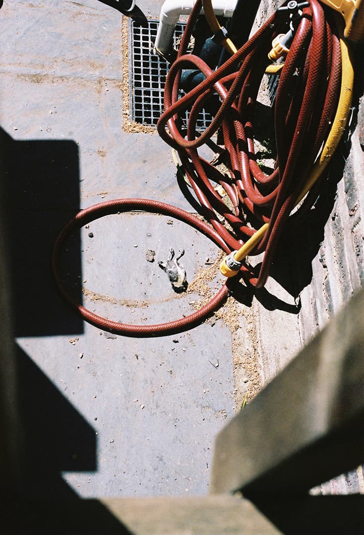 Marie Déhé Photographer for Domestic Photography